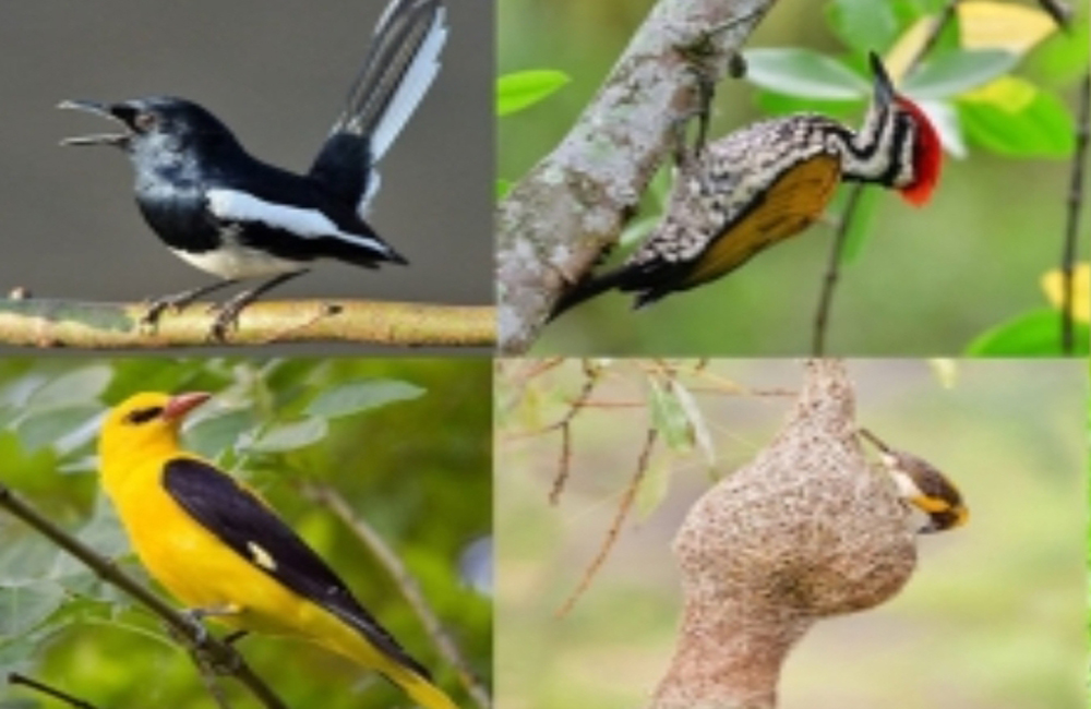 হারিয়ে যাচ্ছে পাখিরা
