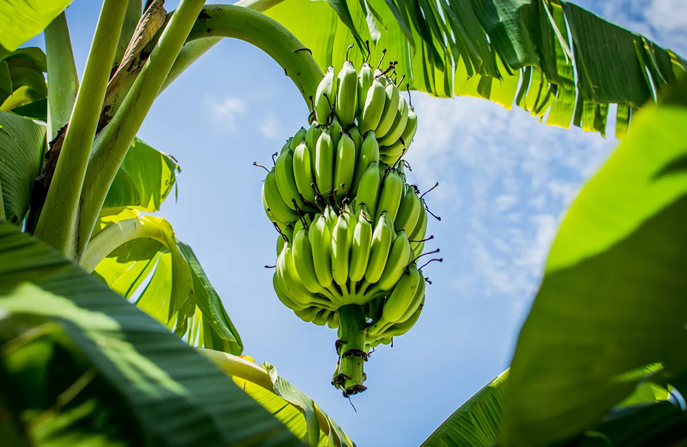 প্রতিদিন কাঁচাকলা কেন খাবেন ?