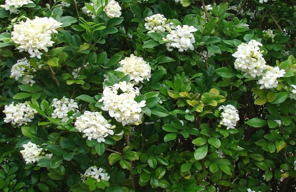 শিউলি ফুলের মালা দোলে শারদ রাতের বুকে...
